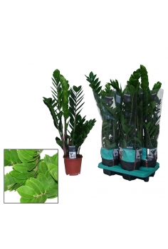 ZAMIOCULCAS EXTRA C-14...