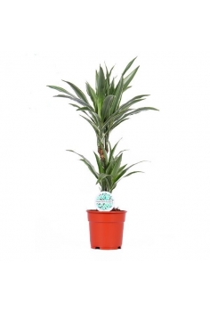 DRACENA DEREMENSIS C-16 / 2...