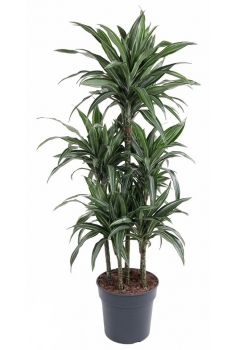 DRACENA DEREMENSIS C-21 / 4...