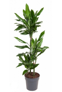 DRACENA JANET LIND C-18 / 3...