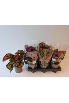 BEGONIA MASONIANA C-13...