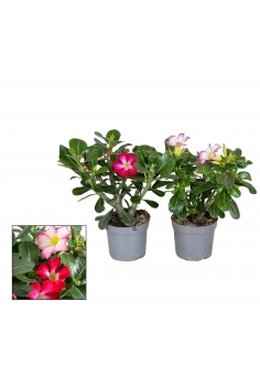ADENIUM OBESUM C-13 (alt:...