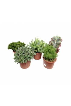 CRASAS EXTRA MIX C-25...