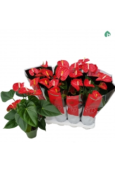 ANTHURIUM MADURAL ROJO C-14...