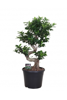 FICUS GINSENG C-25 (alt:...