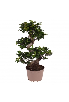 FICUS GINSENG C-21 (alt:...