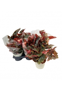 BEGONIA PICOTE C-14 (alt:...