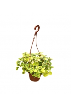 PLECTRANTHUS CILIATUS GOLD...