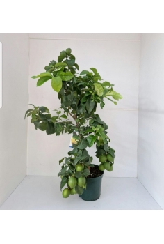 LIMONERO BAJO C-24 (alt:...