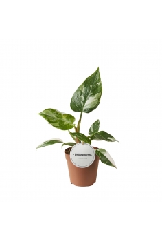 PHILODENDRON WHITE PRINCESS...