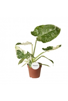 PHILODENDRON JOSE BUONO...