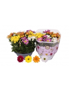 CHRYSANTHEMUM CARNAVAL...