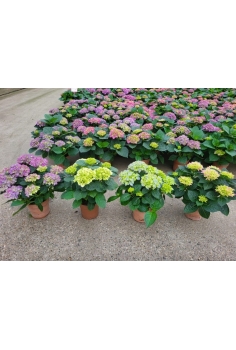HORTENSIA MIX C-14 (alt::...