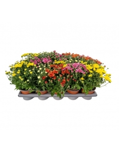 CHRYSANTHEMUM M11...