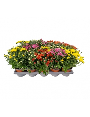 CHRYSANTHEMUM M11...