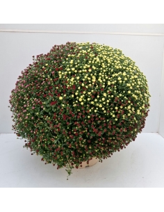 H-CRHYSANTHEMUM TRICOLOR...