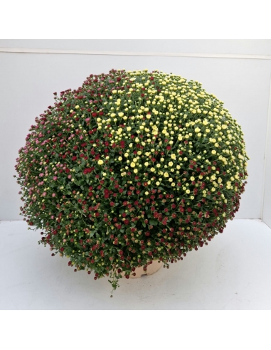 H-CRHYSANTHEMUM TRICOLOR 7.5L...