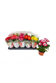GERBERA MIX C-12 (alt:...