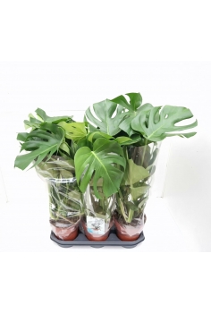 MONSTERA C-19 (alt: 80cm)...