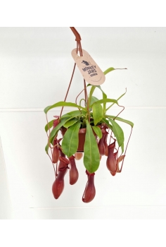 NEPENTHES CARNIVORA C-14...