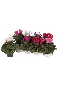 CYCLAMEN MINI MIX C-11...