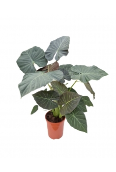 ALOCASIA REGAL SCHIELDS 10L...