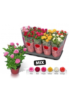 ROSAL MINI MIX C-12 (alt:...