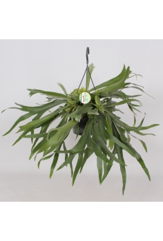 PLATYCERIUM C-21 (50cm)...