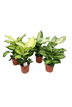 DIFFENBAQUIA MIX C-17 (alt:...