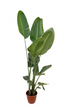 STRELITZIA AUGUSTA 9L (alt:...