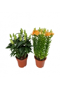 LILLIUM MIX C-19 (alt:...