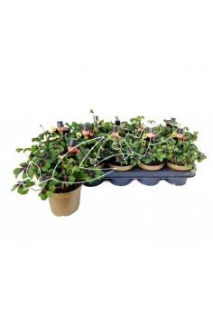 OXALIS TRIANGULARIS C-13...