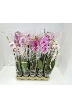 PHALAENOPSIS MIX C-12 A-2...