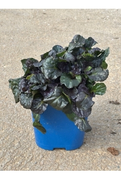 AJUGA BLACK SCALLOP 2L...