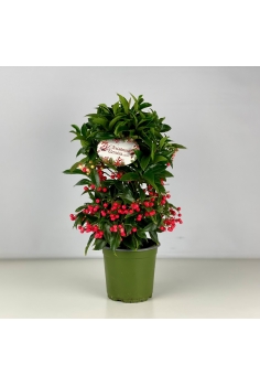 ARDISIA CRENATA C-14 (alt:...