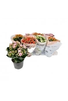 KALANCHOE FLOR DOBLE C-12...