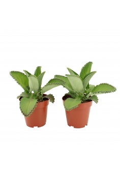 KALANCHOE DAIGREMONTIANA...