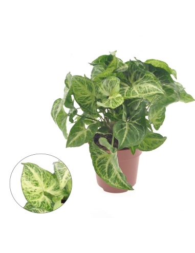 SINGONIUM C-12 (alt: 25cm)...