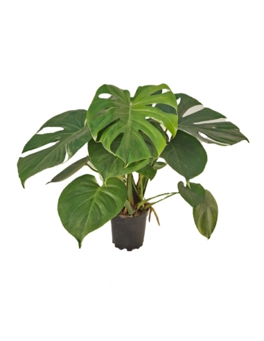 MONSTERA DELICIOSA C-13 (alt: 40cm)...
