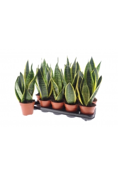 SANSIVIERA C-12 (alt: 30cm)...