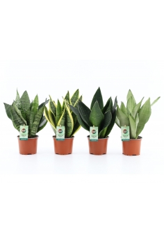 SANSEVIERIA MIX C-12 (40cm)...