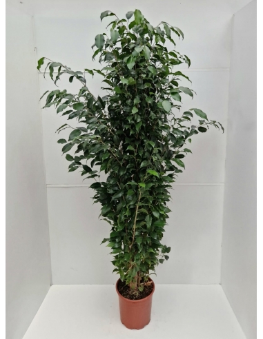 FICUS BENJAMINA C-30 (alt: 150cm)...