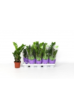 ZAMIOCULCAS C-12 (alt:...