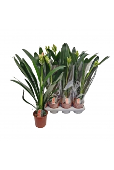 CLIVIA C-13 (alt: 65cm)...