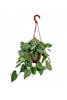 POTHOS PICTUM C-15 (30cm)...