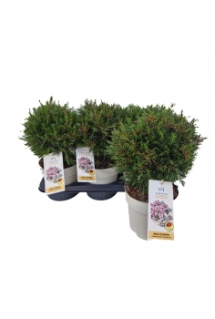 CHAMELAUCIUM 3L flor de...