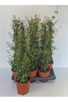 JAZMÍN POLYANTHUM TRIPODE +...