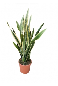 SANSEVIERA C-24 (alt:...