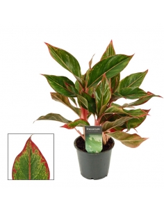 AGLAONEMA CRETE C-12 (alt:...