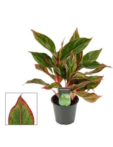 AGLAONEMA CRETE C-12 (alt: 25cm)